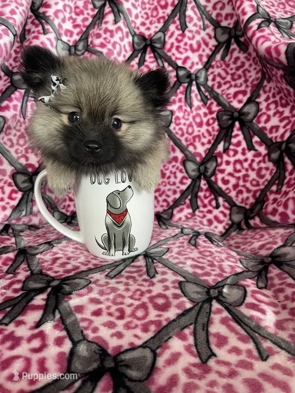 Mocha – Pomeranian puppy for sale in Fort Myers, FL