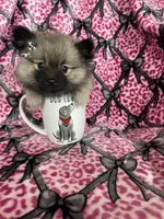 Mocha, a female Pomeranian for sale in Fort Myers, FL – 1 of 7