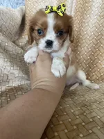 Praline, a female Cavalier King Charles Spaniel for sale in Fort Myers, FL – 7 of 7