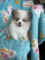 Stanley, a male Pomeranian for sale in Fort Myers, FL – 4 of 5