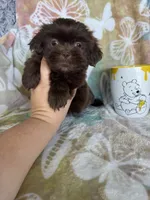 Hershey , a male Shih Tzu for sale in Fort Myers, FL – 2 of 7