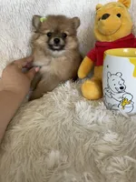 Mimosa, a female Pomeranian for sale in Fort Myers, FL – 2 of 6