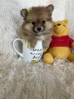 Mimosa, a female Pomeranian for sale in Fort Myers, FL – 3 of 6