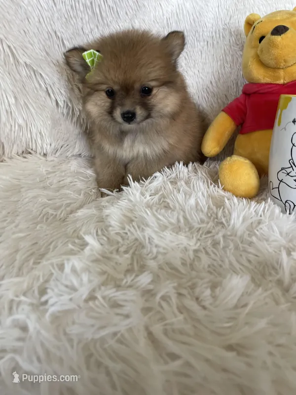 Mimosa – Pomeranian puppy for sale in Fort Myers, FL