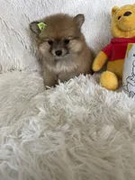 Mimosa, a female Pomeranian for sale in Fort Myers, FL – 1 of 6