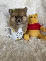 Mimosa, a female Pomeranian for sale in Fort Myers, FL – 5 of 6