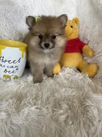 Mimosa, a female Pomeranian for sale in Fort Myers, FL – 6 of 6