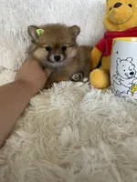 Mimosa, a female Pomeranian for sale in Fort Myers, FL – 4 of 6