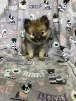 Teddy, a male Pomeranian for sale in Fort Myers, FL – 6 of 8
