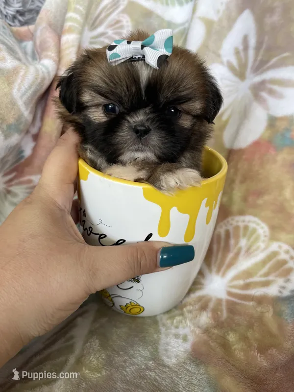 Tiny Cocoa – Shih Tzu puppy for sale in Fort Myers, FL