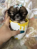 Tiny Cocoa, a female Shih Tzu for sale in Fort Myers, FL – 1 of 10