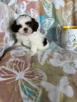 Chip, a male Shih Tzu for sale in Fort Myers, FL – 4 of 9