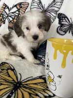 Scotty, a male Maltipoo for sale in Fort Myers, FL – 8 of 9
