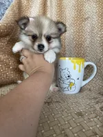 Plum, a female Pomeranian for sale in Fort Myers, FL – 4 of 6