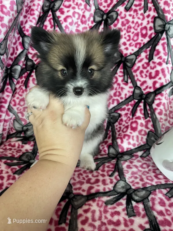 Bean – Pomeranian puppy for sale in Fort Myers, FL