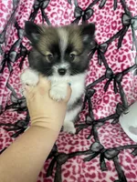 Bean, a male Pomeranian for sale in Fort Myers, FL – 1 of 9