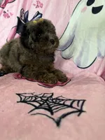 Jewels, a female Poodle - Miniature  for sale in Fort Myers, FL – 5 of 10