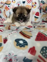 Rocco, a male Pomeranian for sale in Fort Myers, FL – 6 of 7