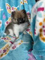 Otto, a male Pomeranian for sale in Fort Myers, FL – 6 of 10