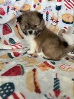 Muffin, a male Pomeranian for sale in Fort Myers, FL – 4 of 7
