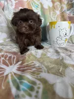 Hershey , a male Shih Tzu for sale in Fort Myers, FL – 1 of 7