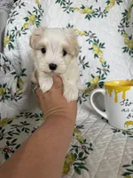 Romeo, a male Maltese for sale in Fort Myers, FL – 8 of 8