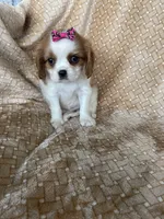 Peaches, a female Cavalier King Charles Spaniel for sale in Fort Myers, FL – 6 of 7