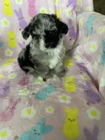 Knoxville, a male Poodle - Toy  for sale in Fort Myers, FL – Photo 6 of 6