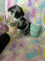 Knoxville, a male Poodle - Toy  for sale in Fort Myers, FL – Photo 4 of 6