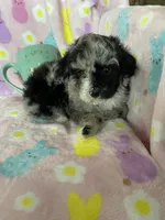 Knoxville, a male Poodle - Toy  for sale in Fort Myers, FL – Photo 2 of 6