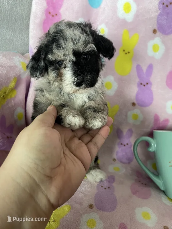 Knoxville – Poodle - Toy  puppy for sale in Fort Myers, FL