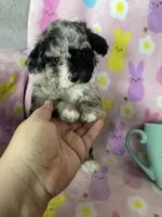 Knoxville, a male Poodle - Toy  for sale in Fort Myers, FL – Photo 1 of 6