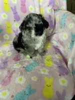 Knoxville, a male Poodle - Toy  for sale in Fort Myers, FL – Photo 3 of 6