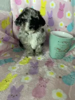 Knoxville, a male Poodle - Toy  for sale in Fort Myers, FL – Photo 5 of 6