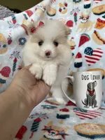 Buttons, a female Pomeranian for sale in Fort Myers, FL – 1 of 5