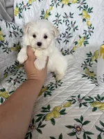 Nugget, a male Maltese for sale in Fort Myers, FL – 10 of 10