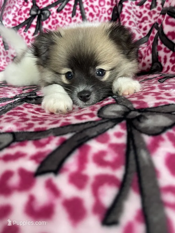 Mocchiato  – Pomeranian puppy for sale in Fort Myers, FL
