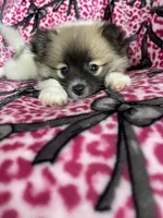 Mocchiato , a male Pomeranian for sale in Fort Myers, FL – 1 of 7