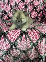 Biscotti, a male Pomeranian for sale in Fort Myers, FL – 1 of 8