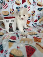 Sugar, a female Pomeranian for sale in Fort Myers, FL – 3 of 6