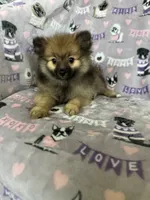 Benny, a male Pomeranian for sale in Fort Myers, FL – 5 of 8