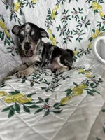 Cosmo, a male Chihuahua for sale in Fort Myers, FL – 4 of 6