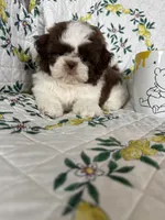 Hershey, a male Shih Tzu for sale in Fort Myers, FL – 2 of 4