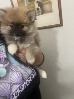 Trooper, a male Pomeranian for sale in Fort Myers, FL – 2 of 5