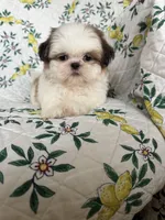 Churro, a male Shih Tzu for sale in Fort Myers, FL – 3 of 5