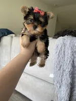 Tcup poppy, a female Yorkshire Terrier for sale in Fort Myers, FL – 7 of 7