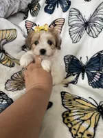 Sienna, a female Maltipoo for sale in Fort Myers, FL – 3 of 6