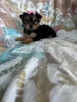 Peppa, a female Yorkshire Terrier for sale in Fort Myers, FL – 5 of 7