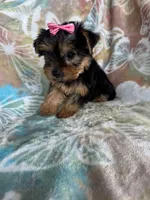 Peppa, a female Yorkshire Terrier for sale in Fort Myers, FL – 3 of 7
