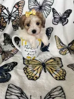 Sienna, a female Maltipoo for sale in Fort Myers, FL – 6 of 6